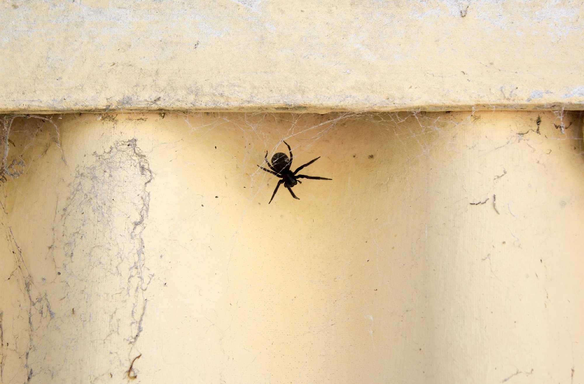 The common black house spider a case of mistaken identity Australian Geographic