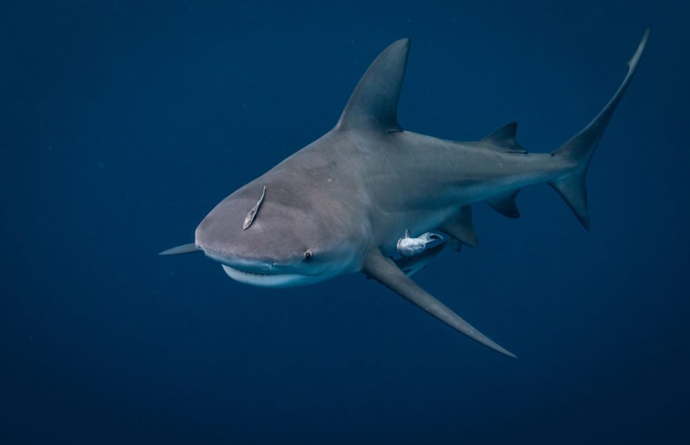 Bull sharks: fact from fiction - Australian Geographic