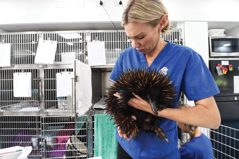 Inside Australia’s first mobile veterinary hospital Australian Geographic