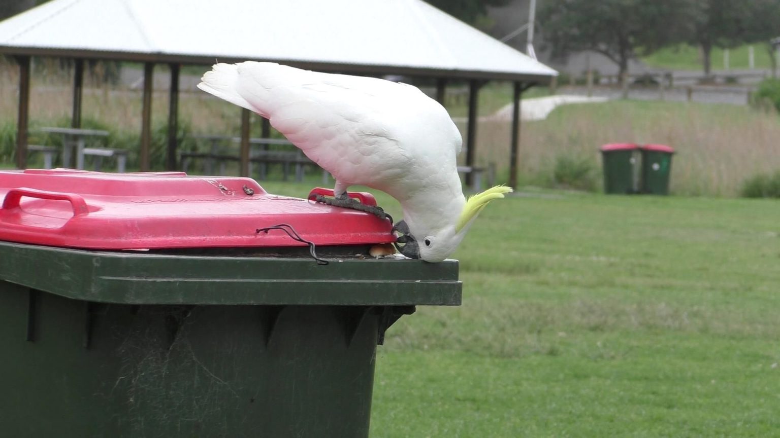 Cockatoos are teaching each other how to open bins Australian Geographic