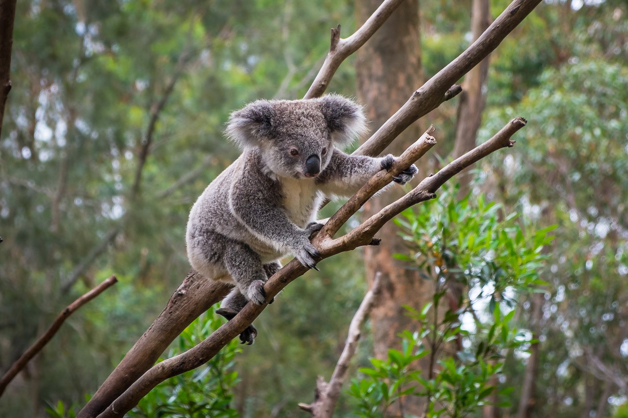 Where the drop myth from? Australian Geographic