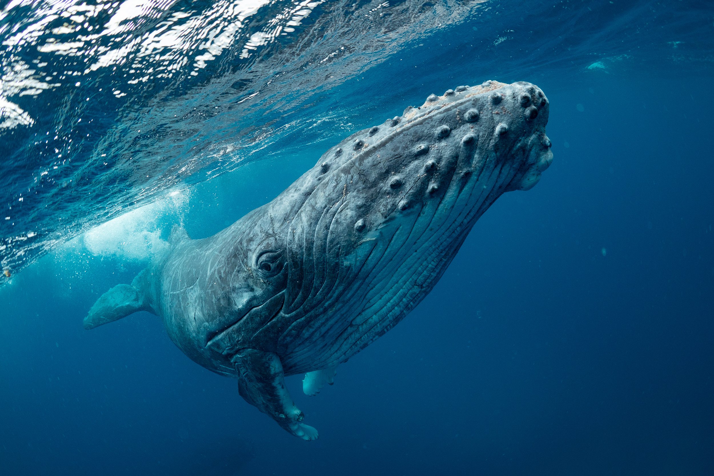 humpback whale travel