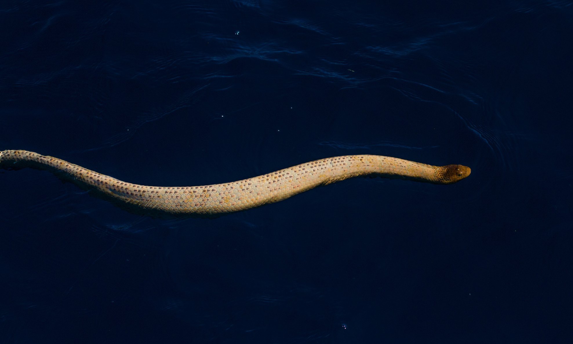 Sea snake, Types, Habitat, & Facts