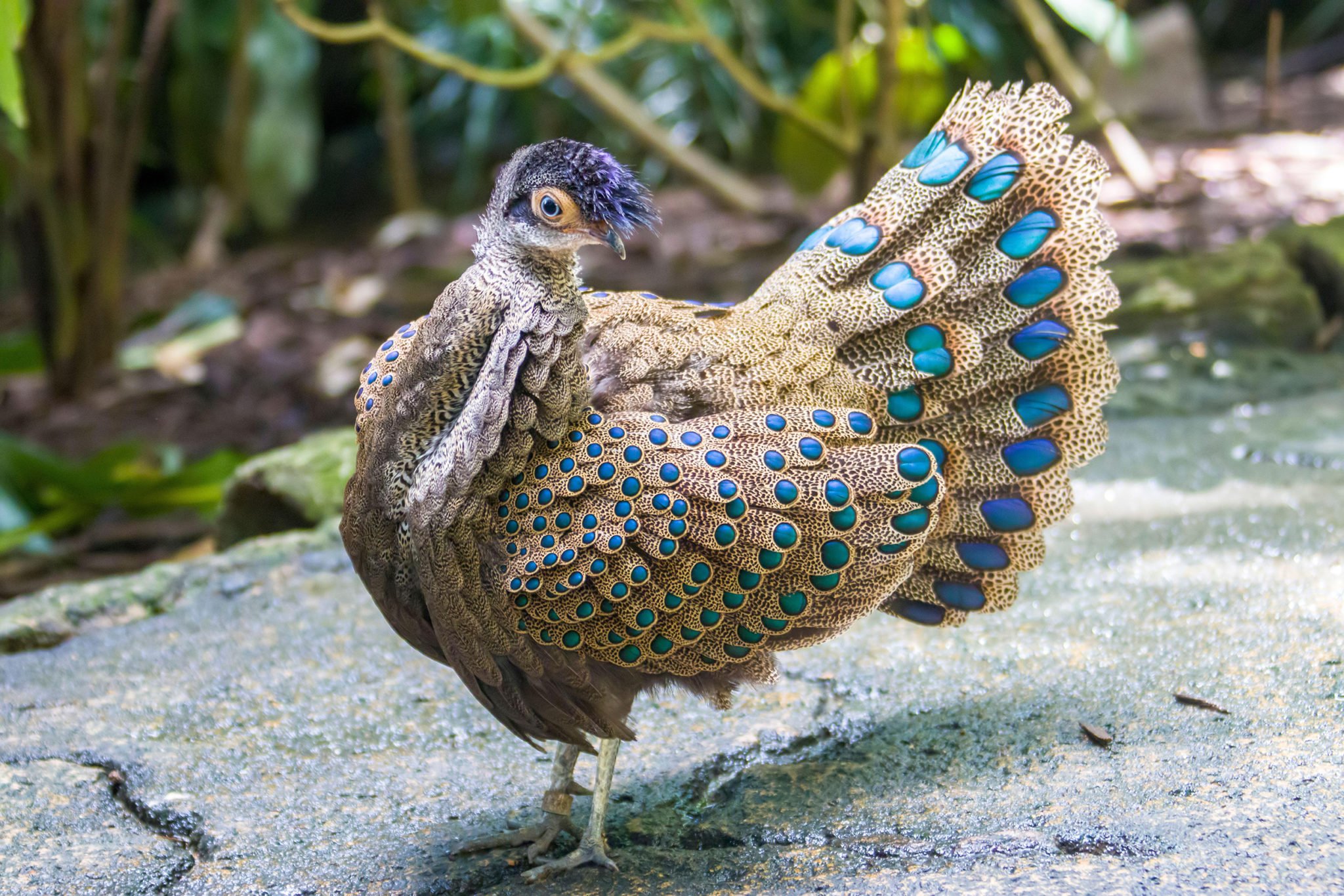 Is the peacockpheasant’s iridescent plumage more than meets the eye? Australian Geographic