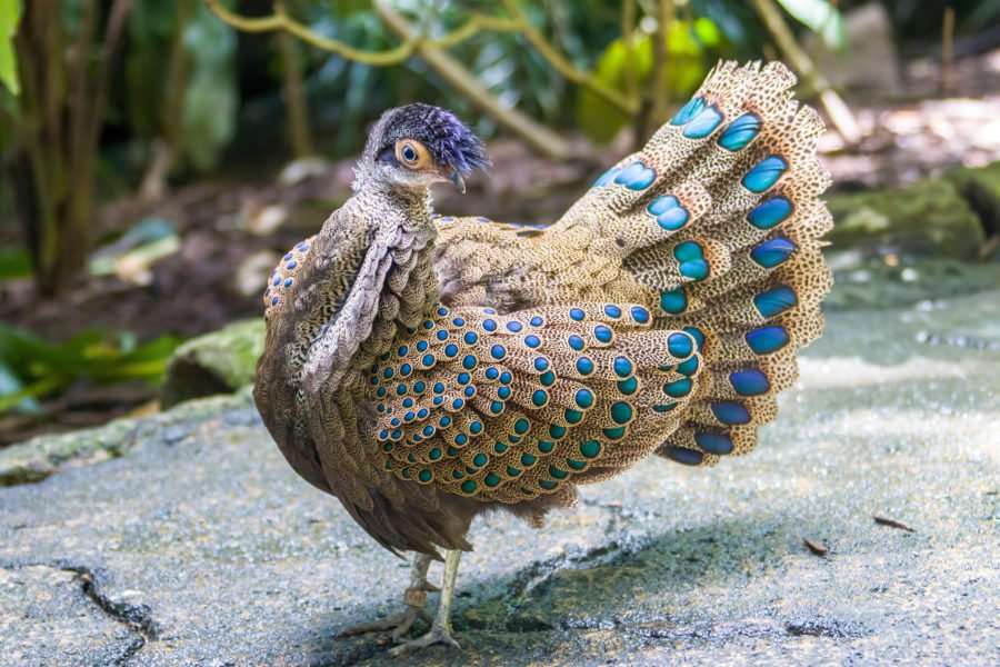 Is the peacock-pheasant's iridescent plumage more than meets the eye? -  Australian Geographic
