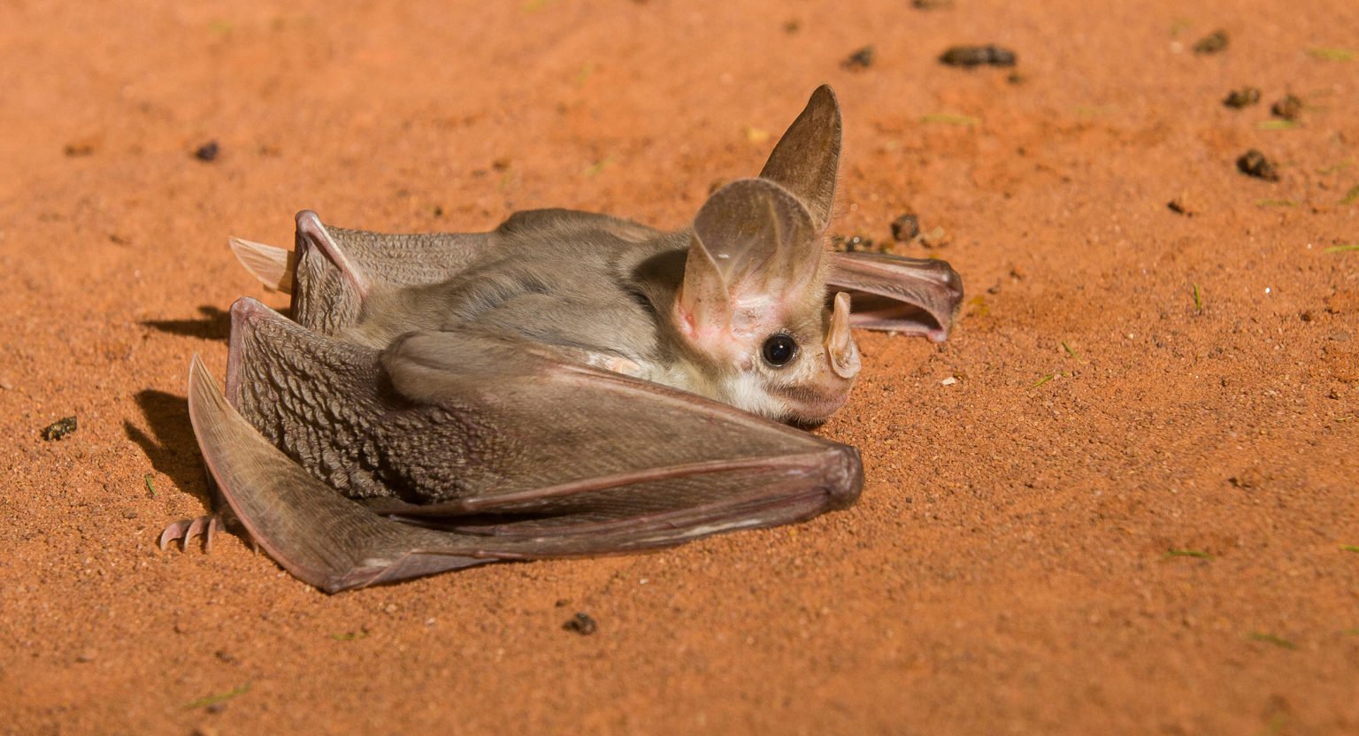 The Australian ghost bat is the sweetest (almost) vampire Australian