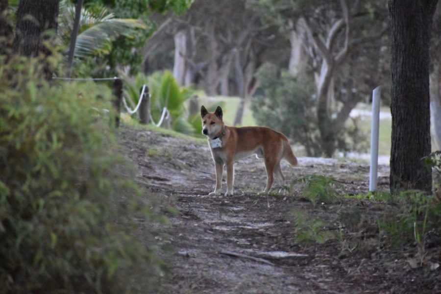 Dingo  National Geographic