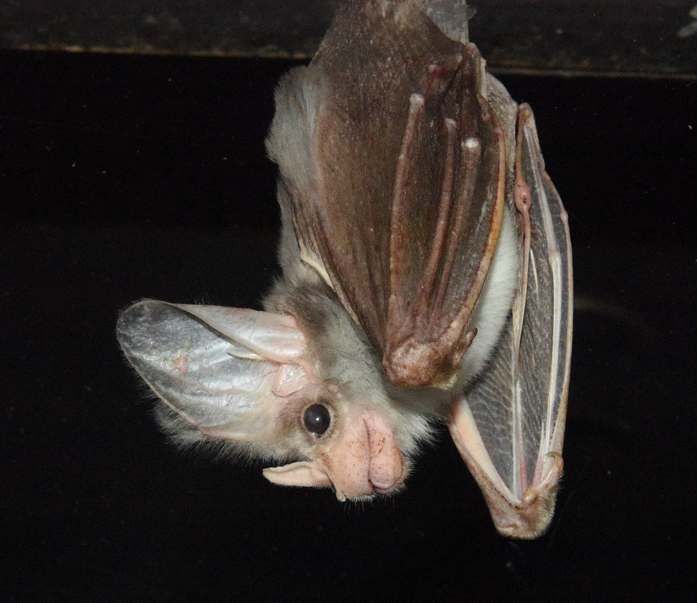 an Australian ghost bat hanging upside down in a dark room