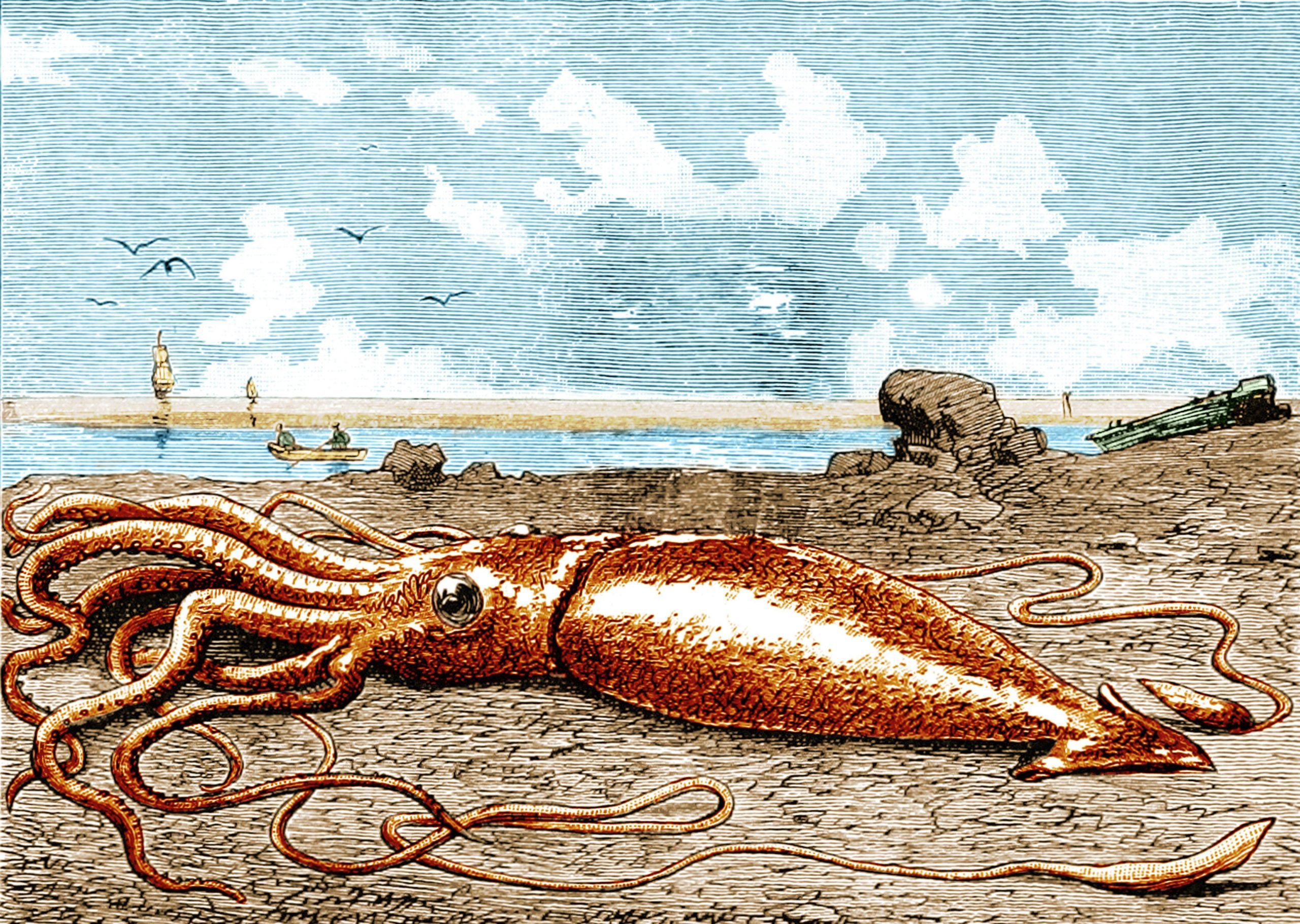 The giant squid: a short history - Australian Geographic