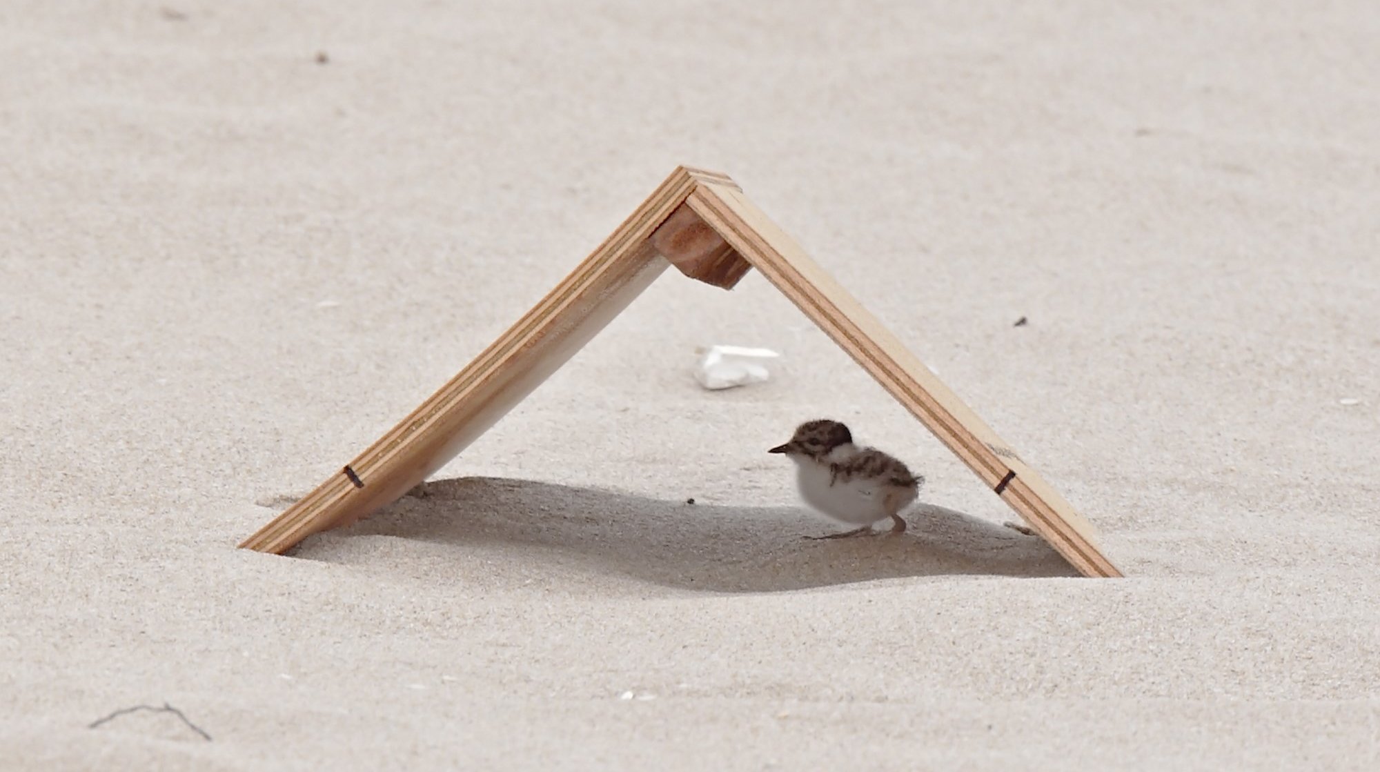 ‘Homes for Hoodies’ saving beachnesting birds Australian Geographic