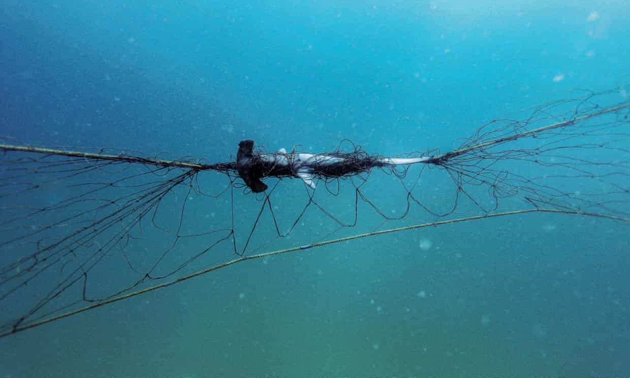 NSW shark nets kill a turtle every 20 days - Australian Geographic