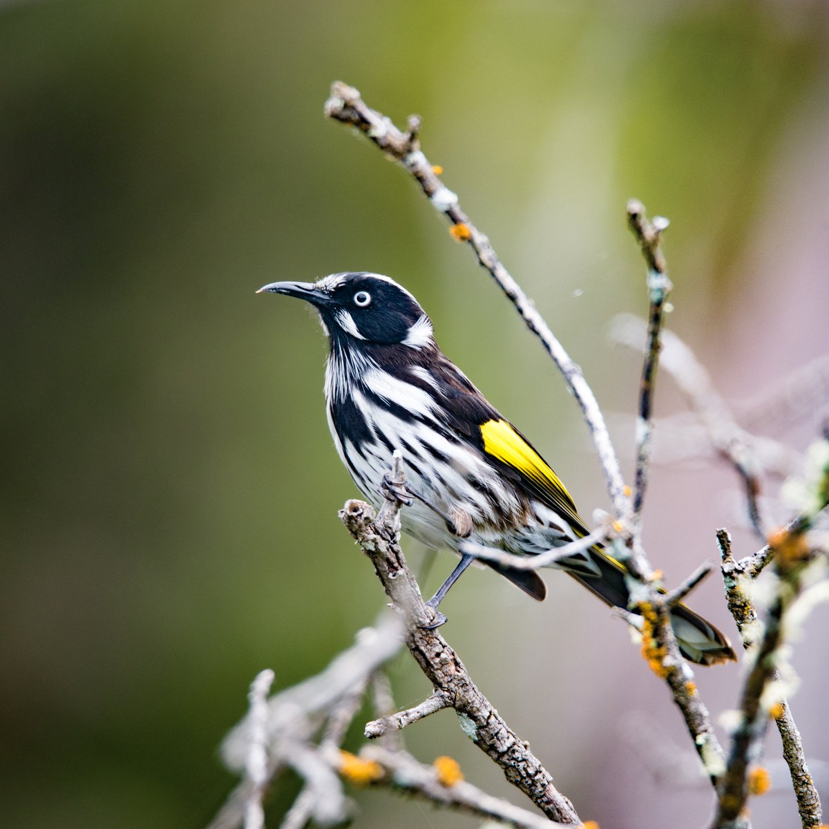 10 birds of prey to see in South Australia