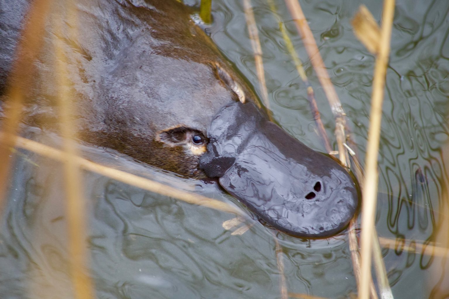 Help bring the platypus back from the brink of extinction Australian