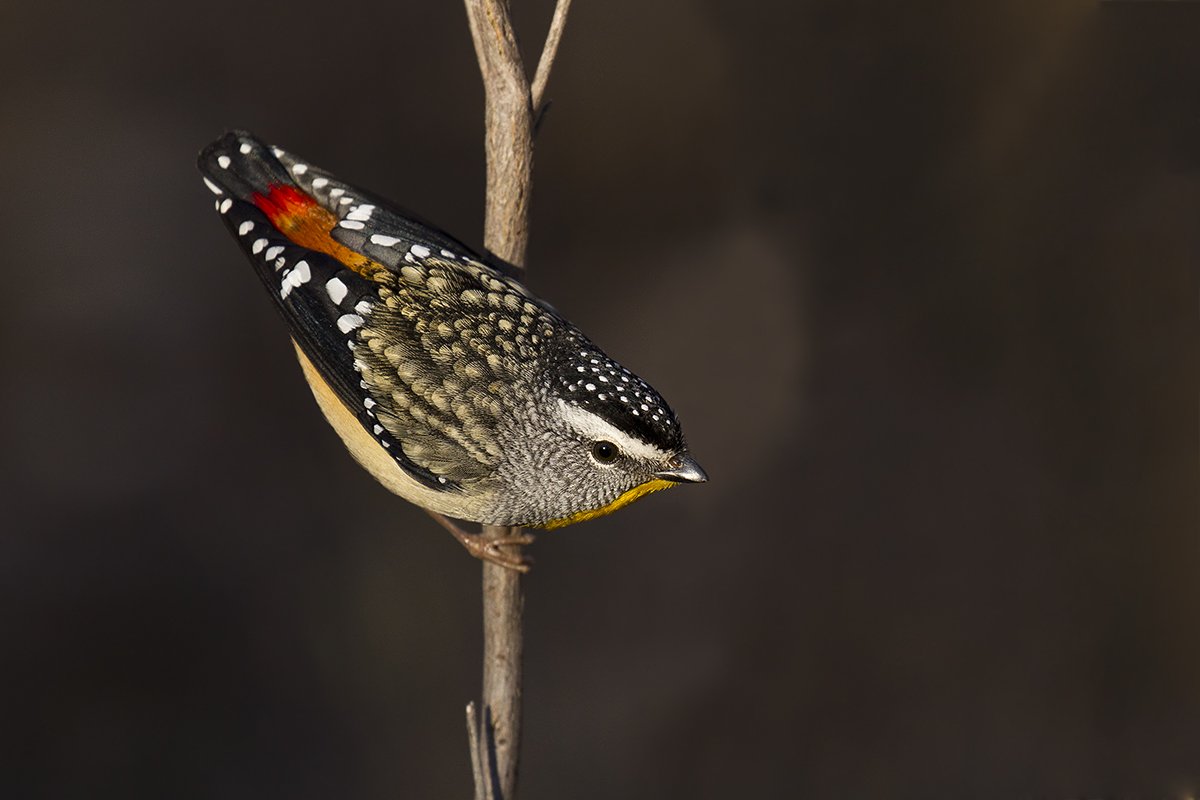 A spotted pardalote on a branch