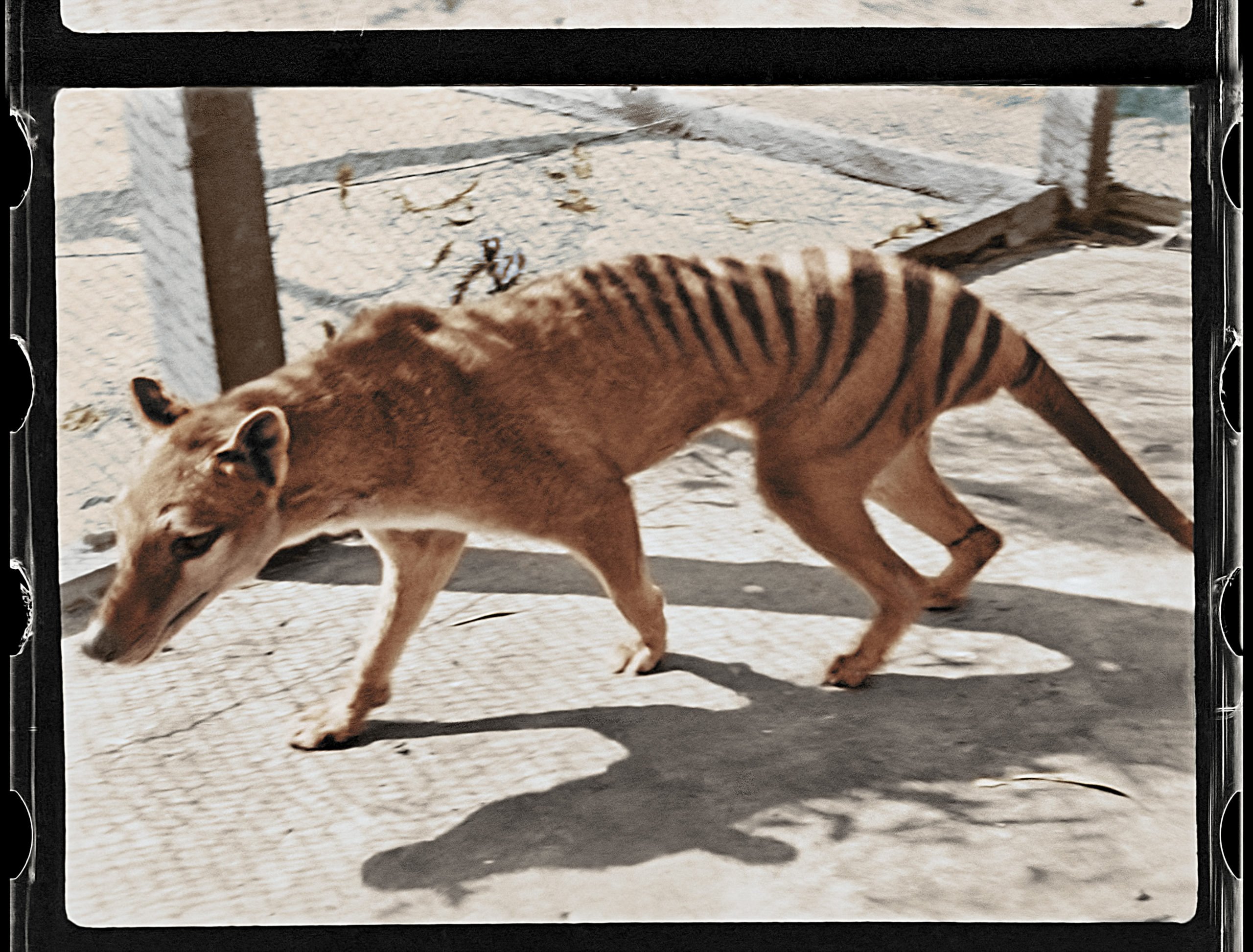 travelling tasmanian tigers