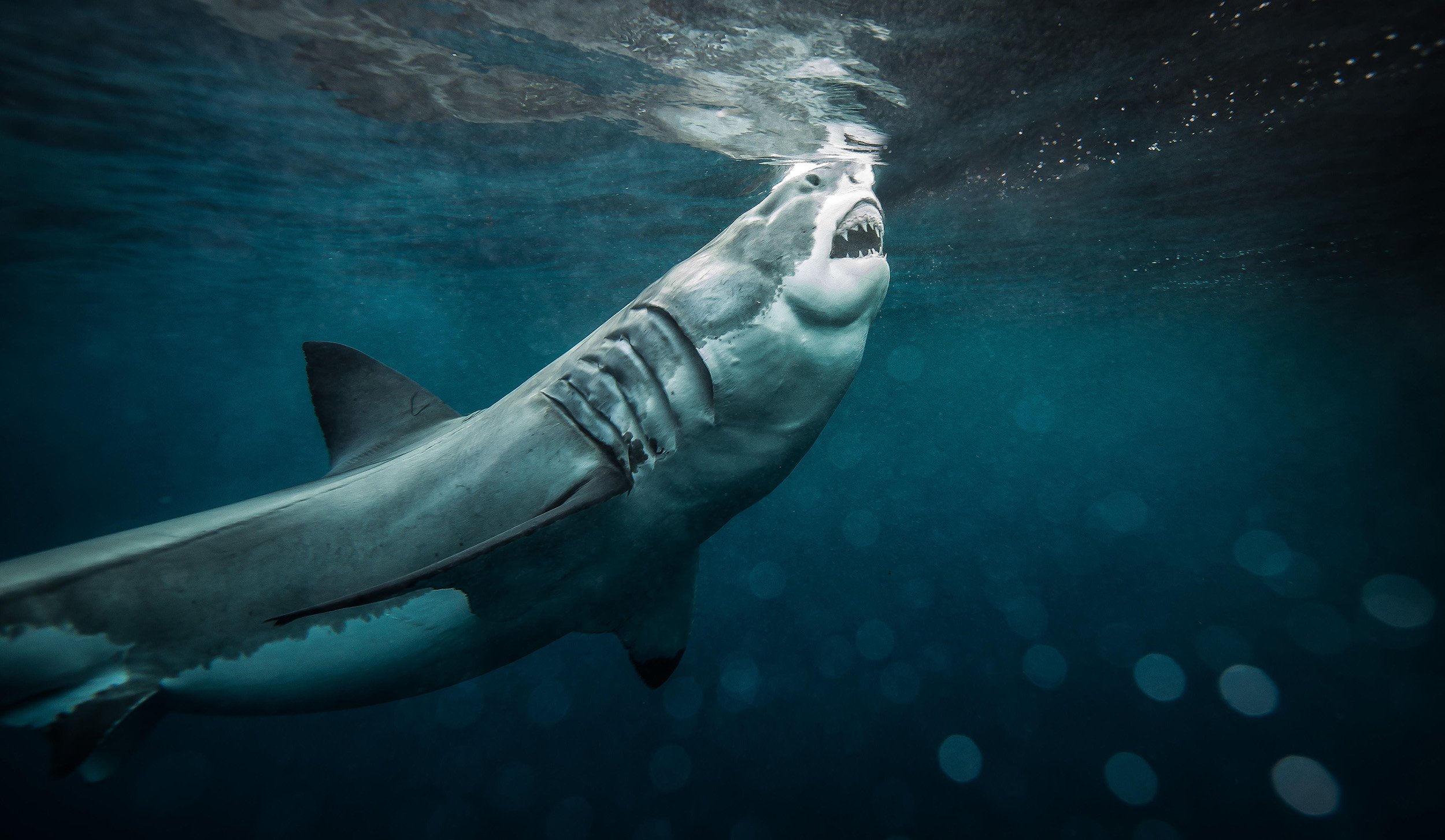 Why some scientists want to rebrand shark attacks as 'negative encounters