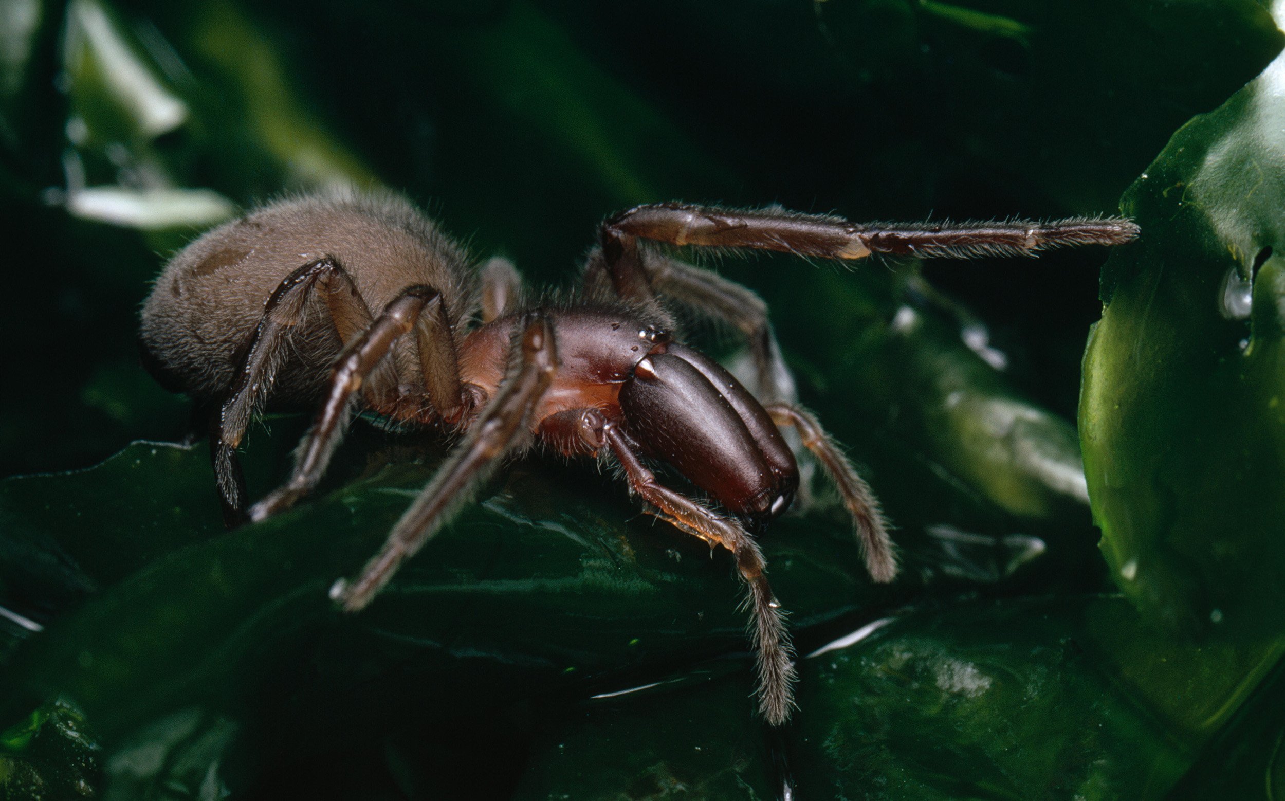 Intertidal spiders are playing on hard mode - Australian Geographic Intertidal spiders are playing on hard mode - Australian Geographic