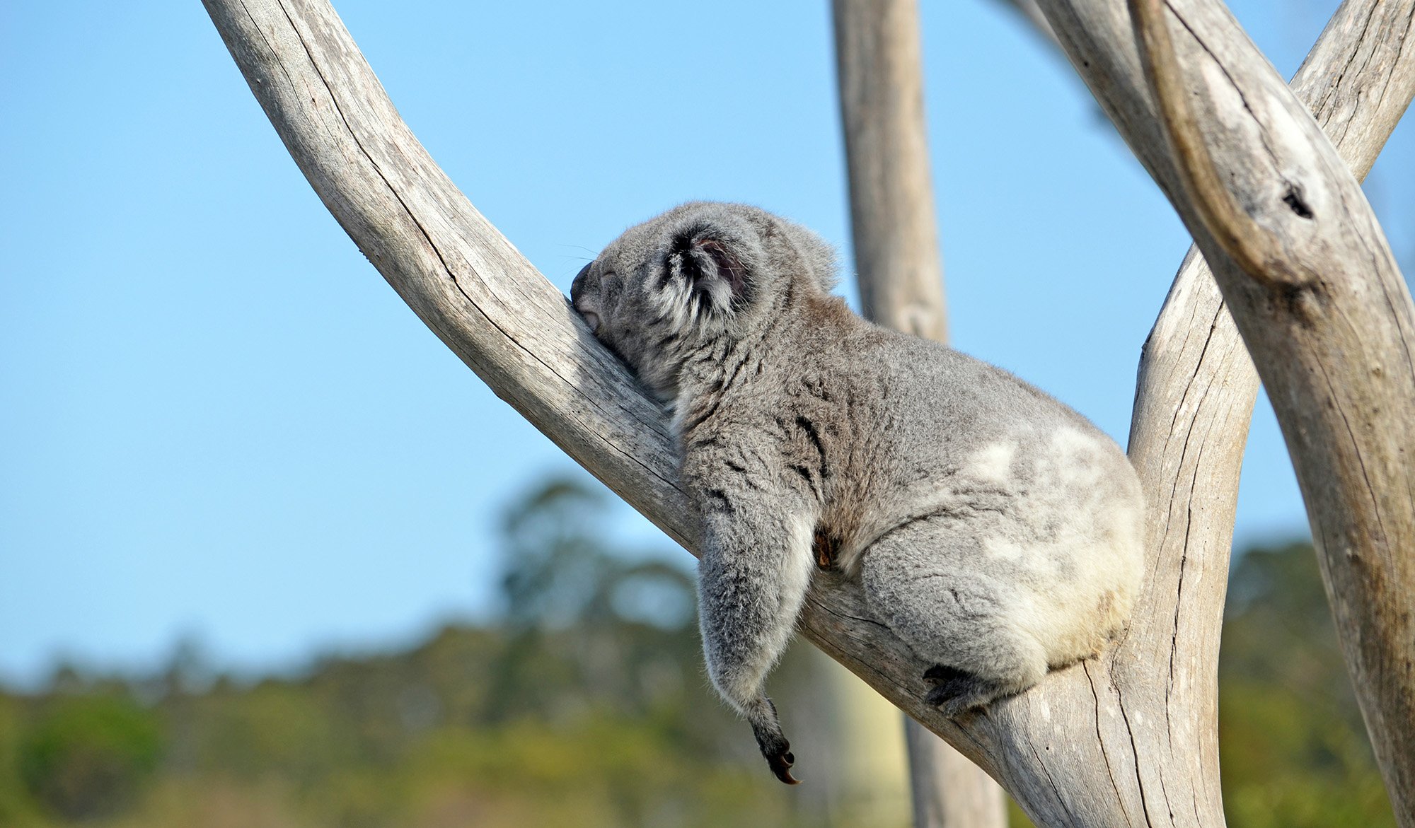 drop bear Archives - Australian Geographic