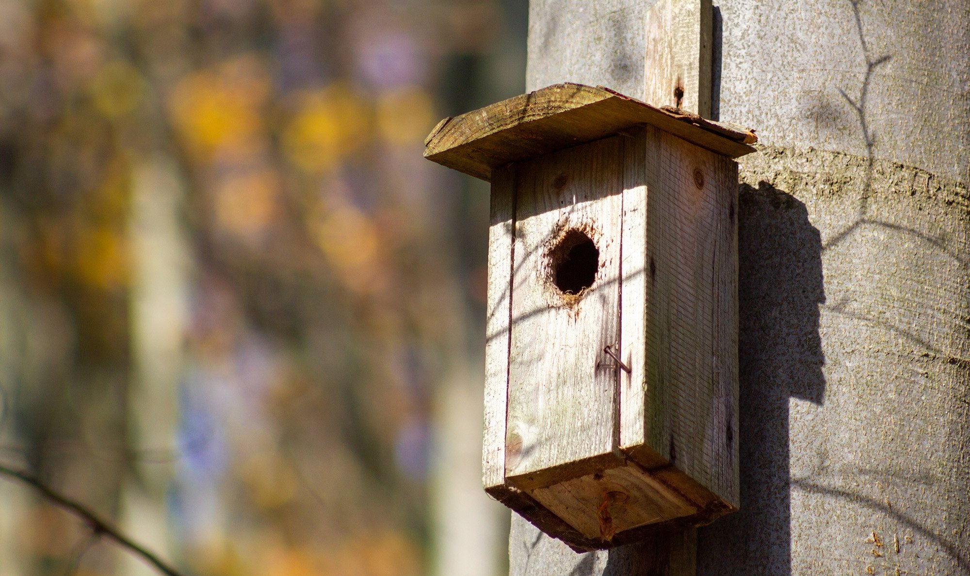 Nest Boxes What Some People Get Wrong Australian Geographic
