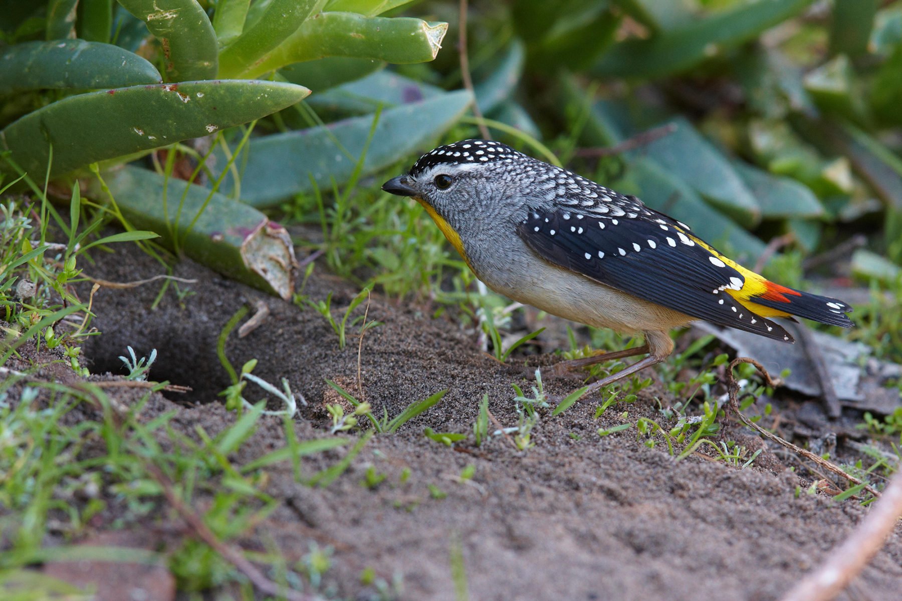 A spotted pardalote standing outside its burrow