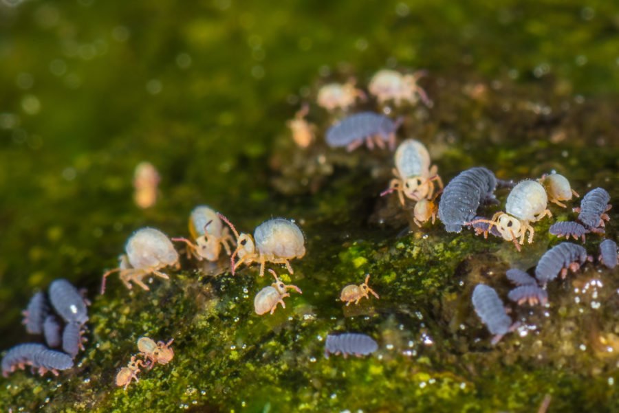 Springtails are kinda cute? Australian Geographic
