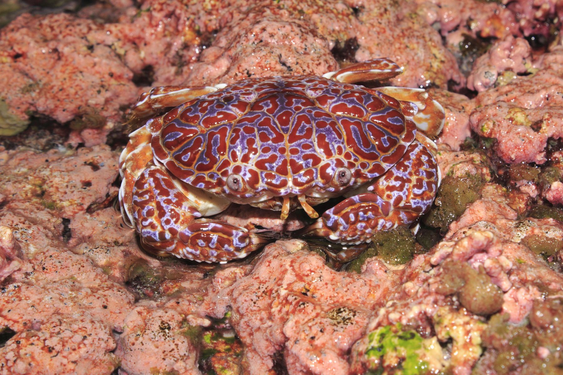 A red crab with swirling purple markings sitting on coral.