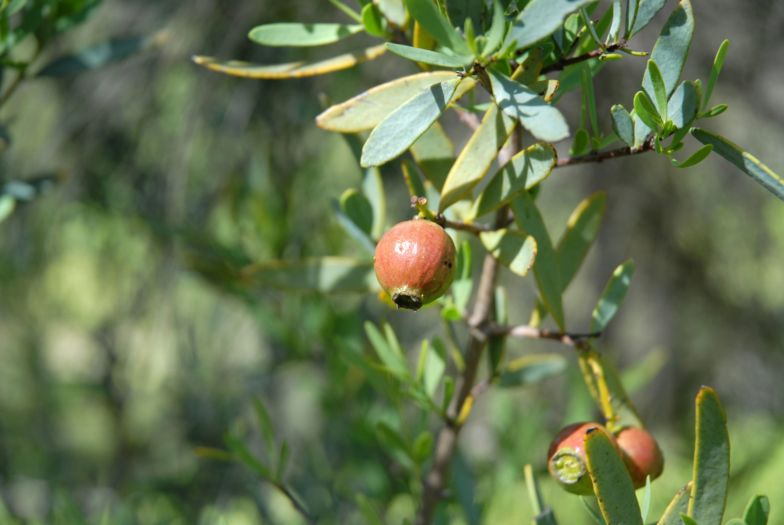 love sandalwood? it's facing extinction. here's why. - australian