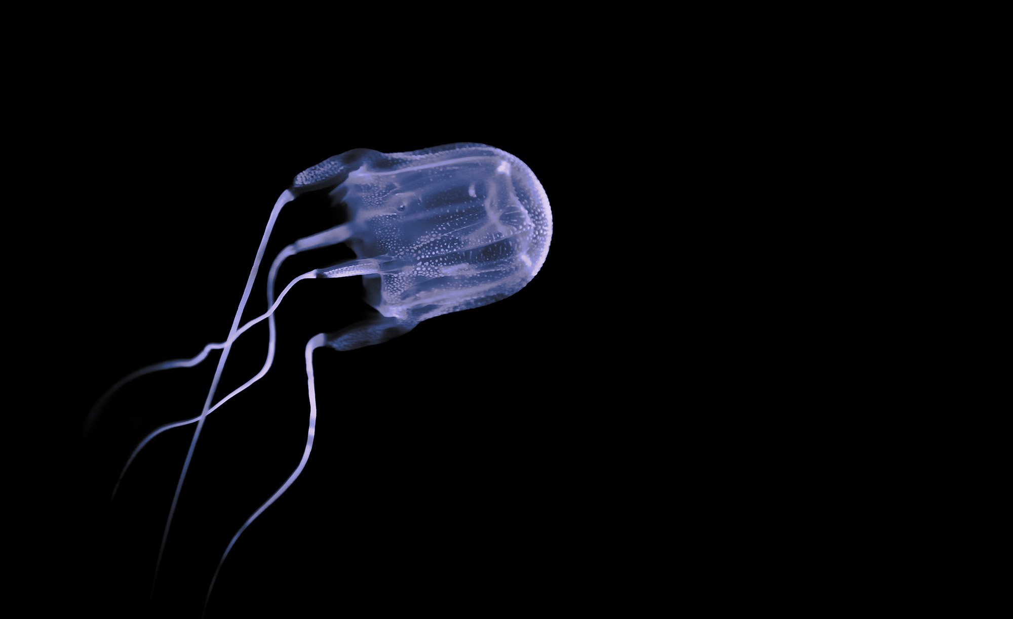 Box jellyfish Australian Geographic