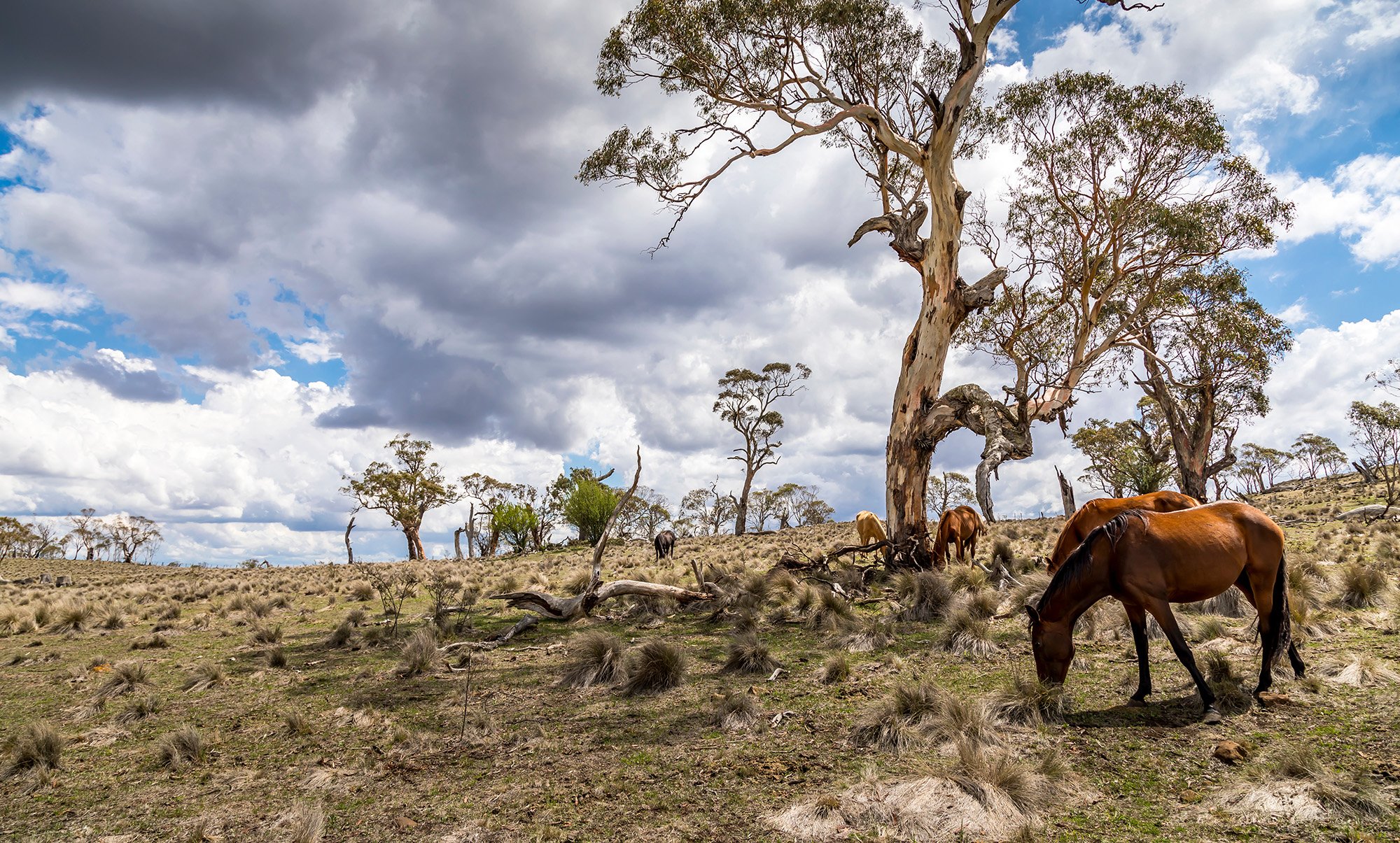 OPINION Feral horses will rule a third of the Kosciuszko National Park under NSW government plan