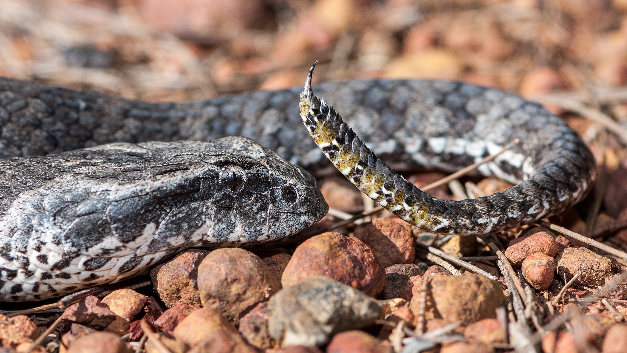 Common death - Australian Geographic