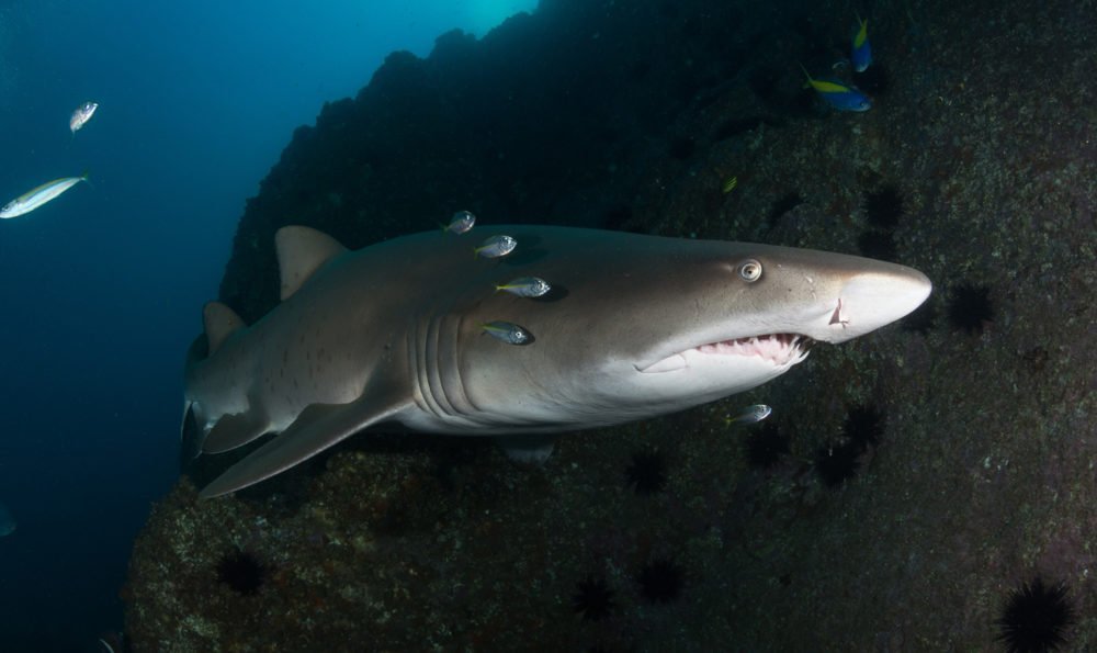grey-nurse-shark-australian-geographic