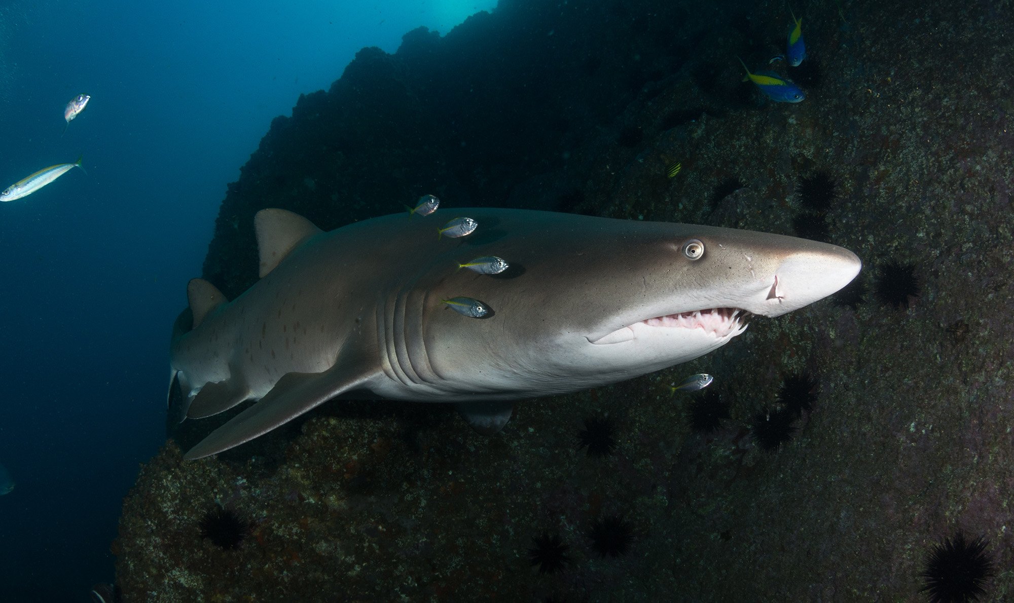 Grey nurse shark - Australian Geographic