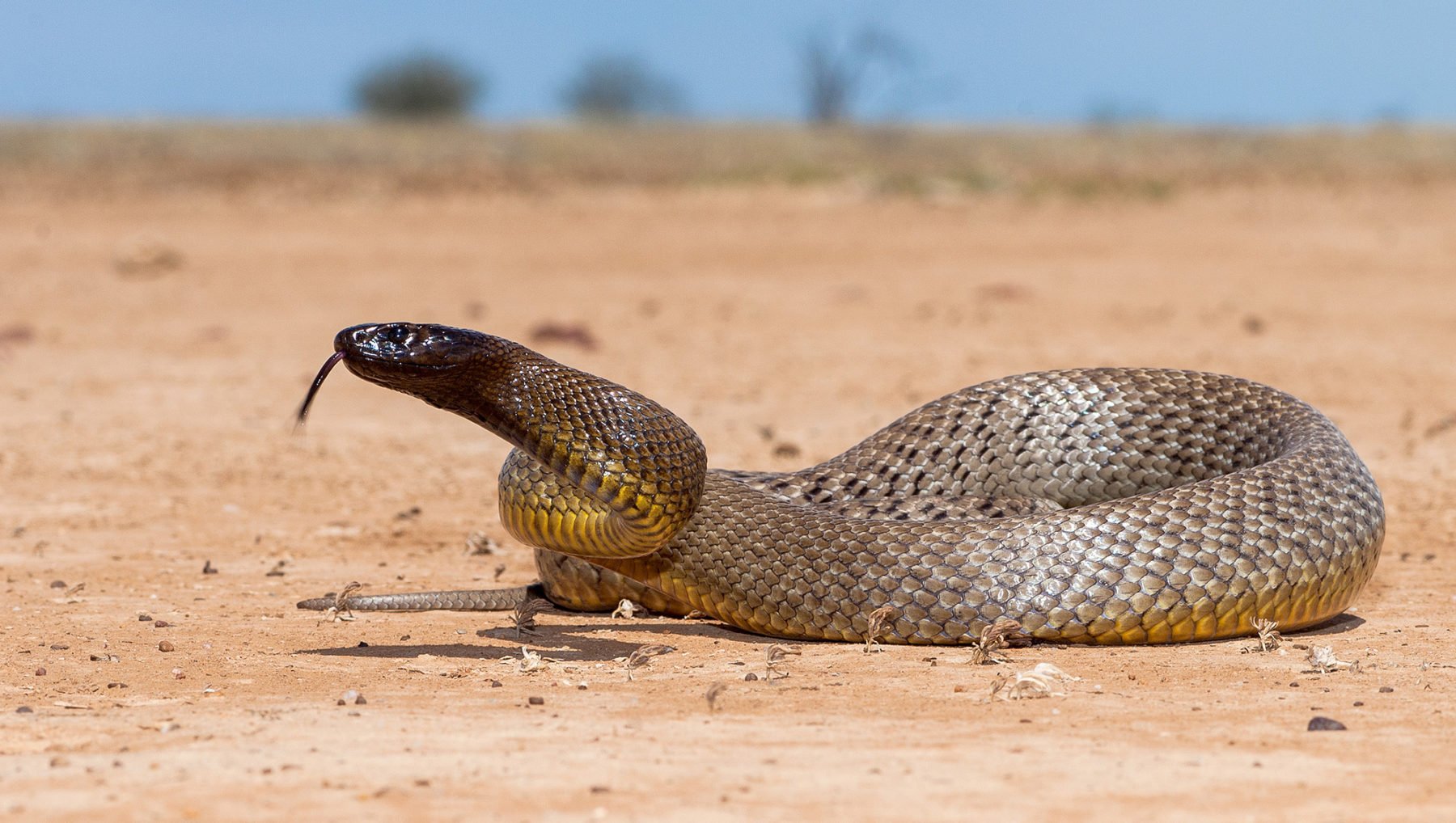what is the rarest snake in the world? Top 10 Rarest Snakes In The World inland taipan snake