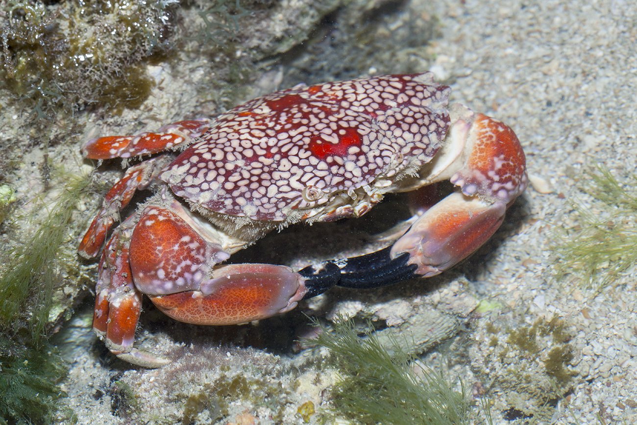 A red crab with many white spots sitting on sand on the seafloor.