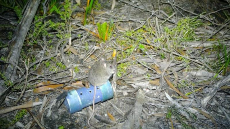 A New Holland mouse photographed by a camera trap