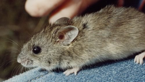 New Holland mouse Archives - Australian Geographic