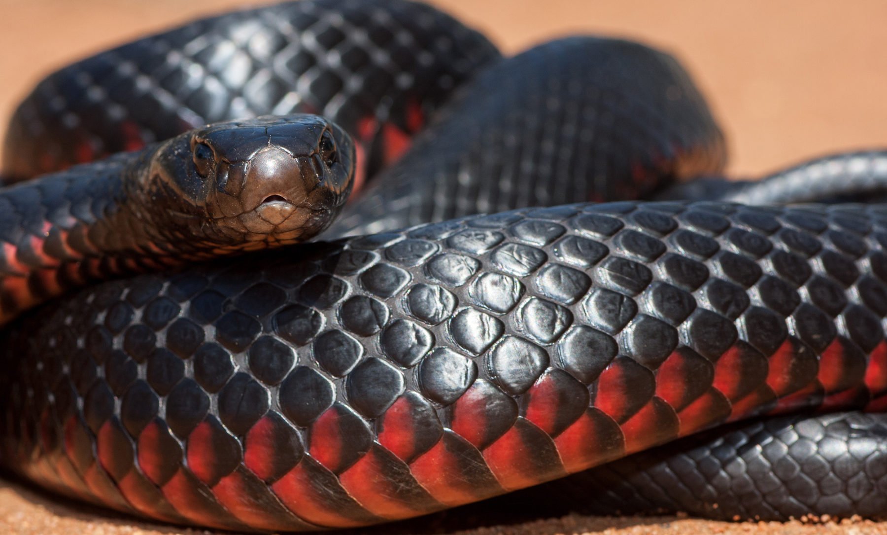 Red-bellied snake - Australian Geographic