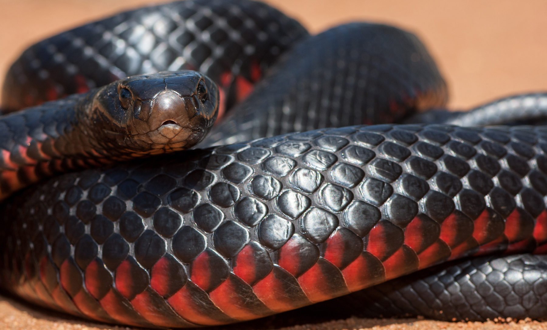 black snake hd