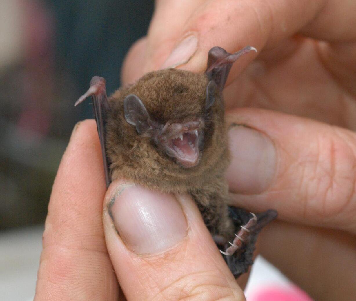 A hand holding a chocolate wattled bat with its mouth open.