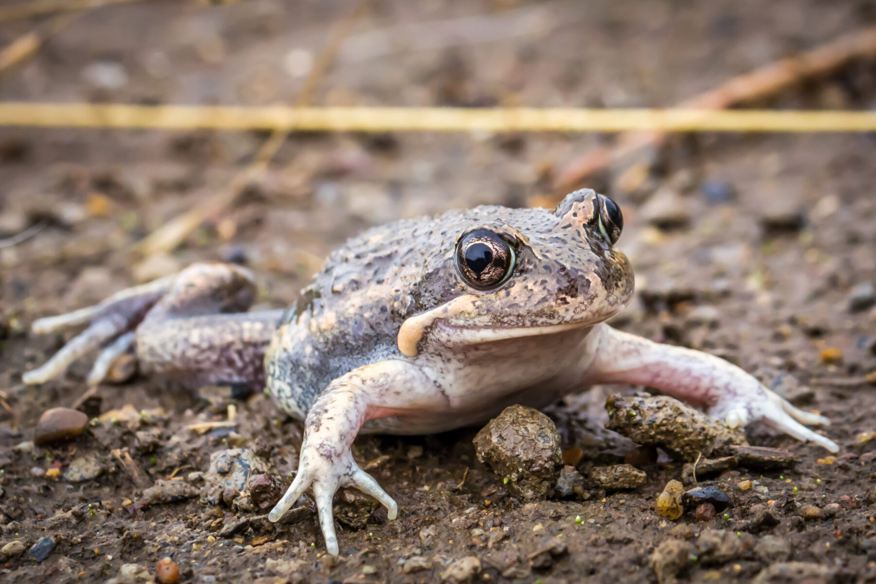 a pobblebonk frog
