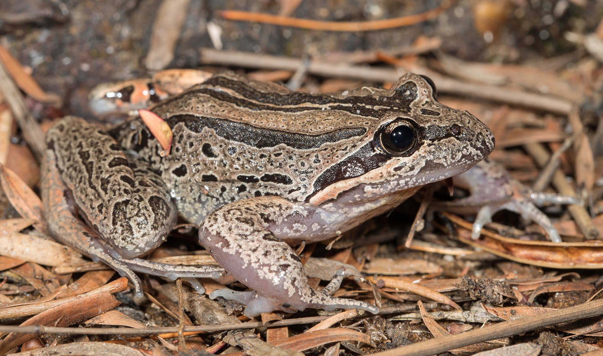 Striped marsh frog Australian Geographic