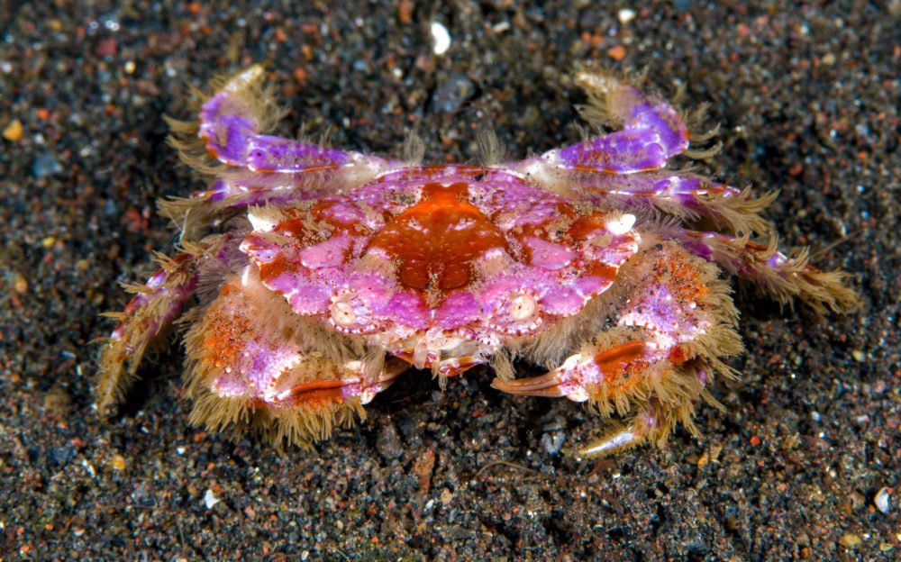 Deadly toxic crabs are trying very hard to warn us Australian Geographic