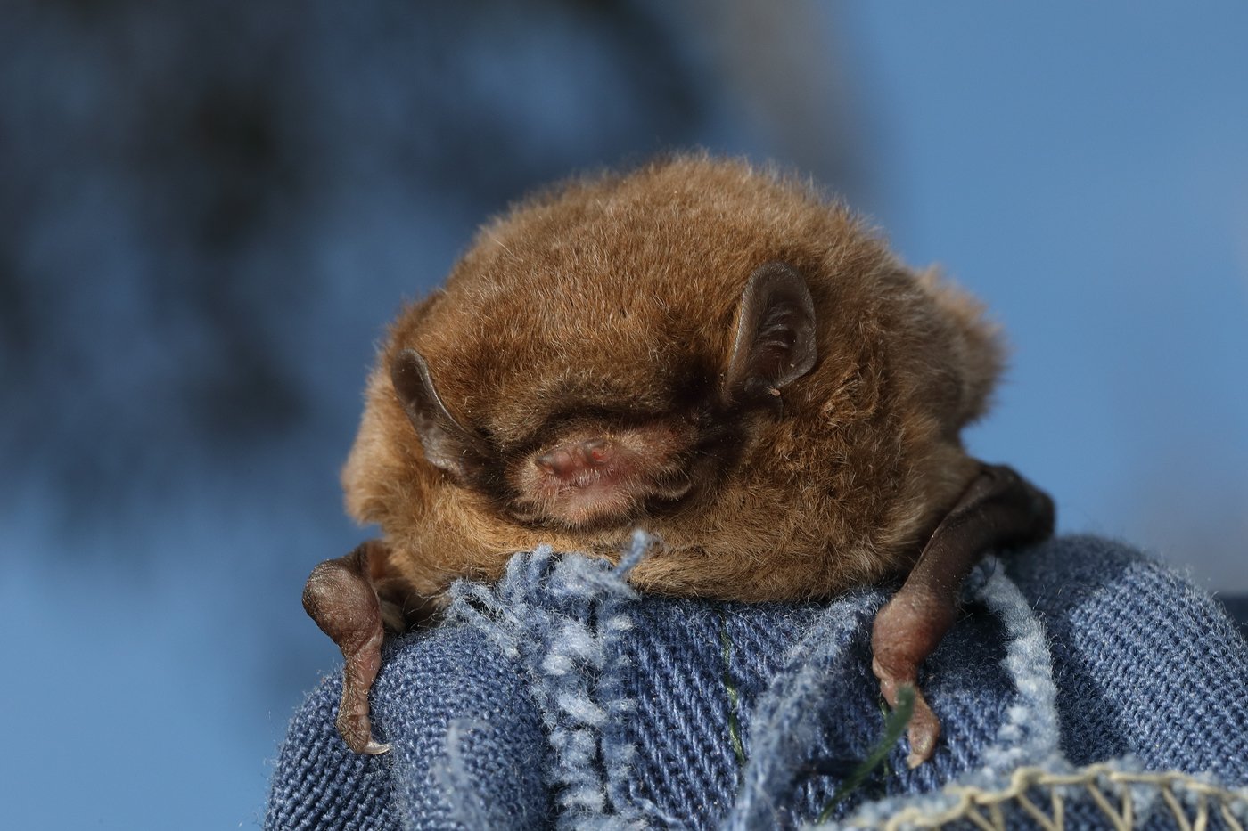 A chocolate wattled bat sitting on a blue cloth