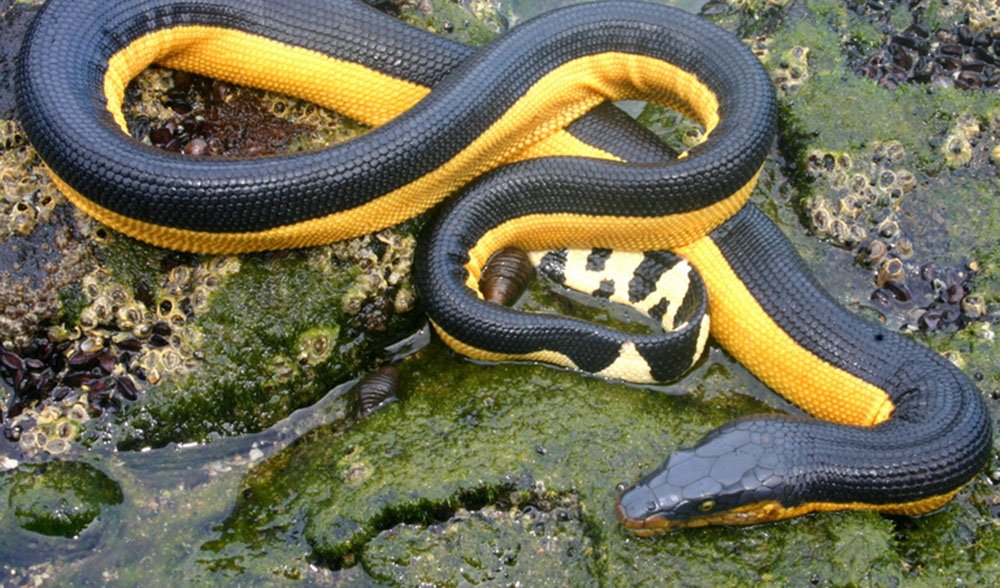 Yellow-bellied sea snake - Australian Geographic
