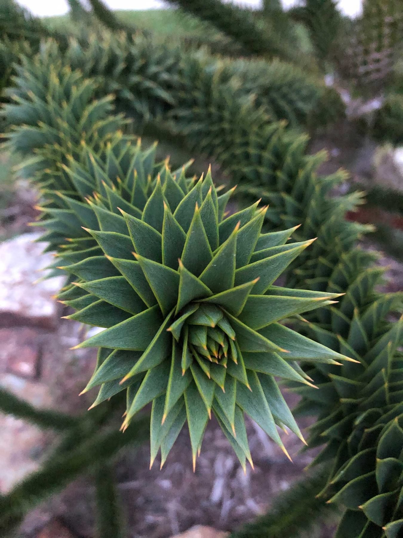 A monkey puzzle tree