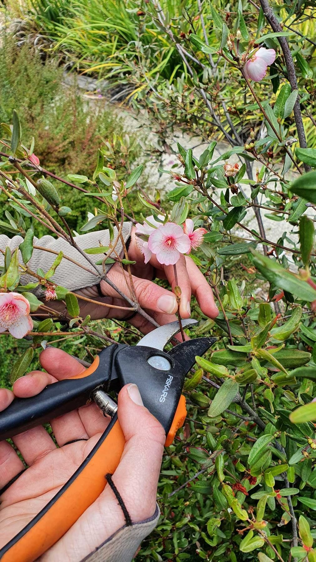 A hand holding secateurs and cutting a sample of leatherwood with pink blooming flowers