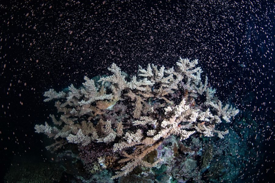 coral spawning