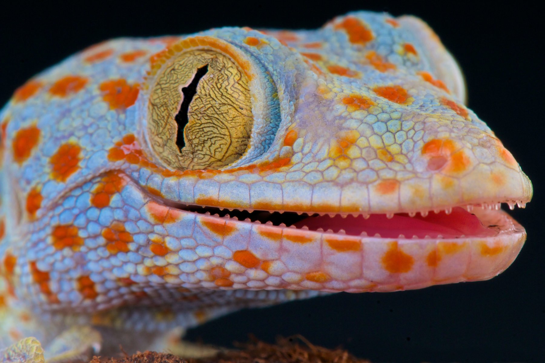 gecko travel australia