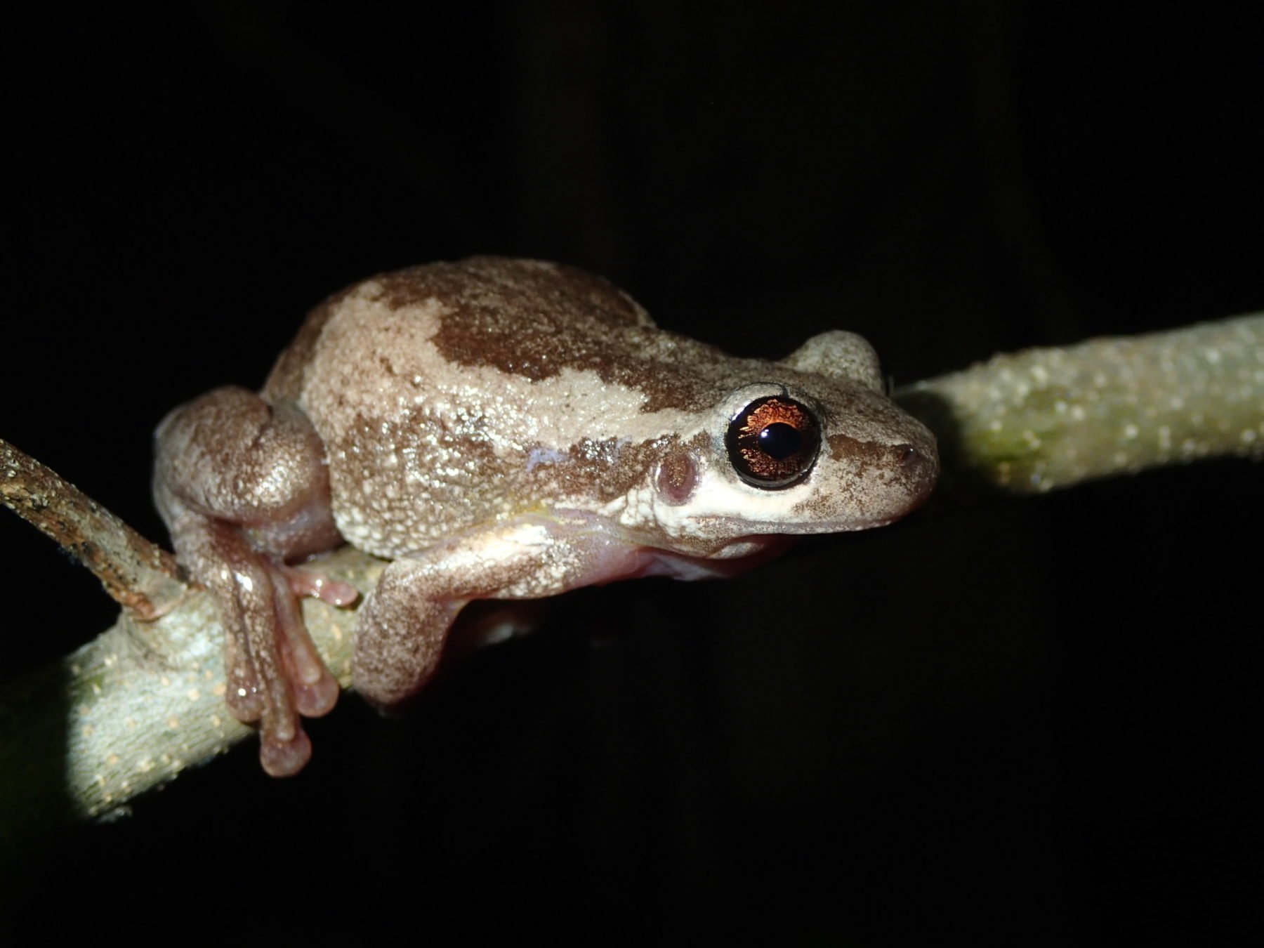 Two new 'loud' frog species have been found along the east coast of