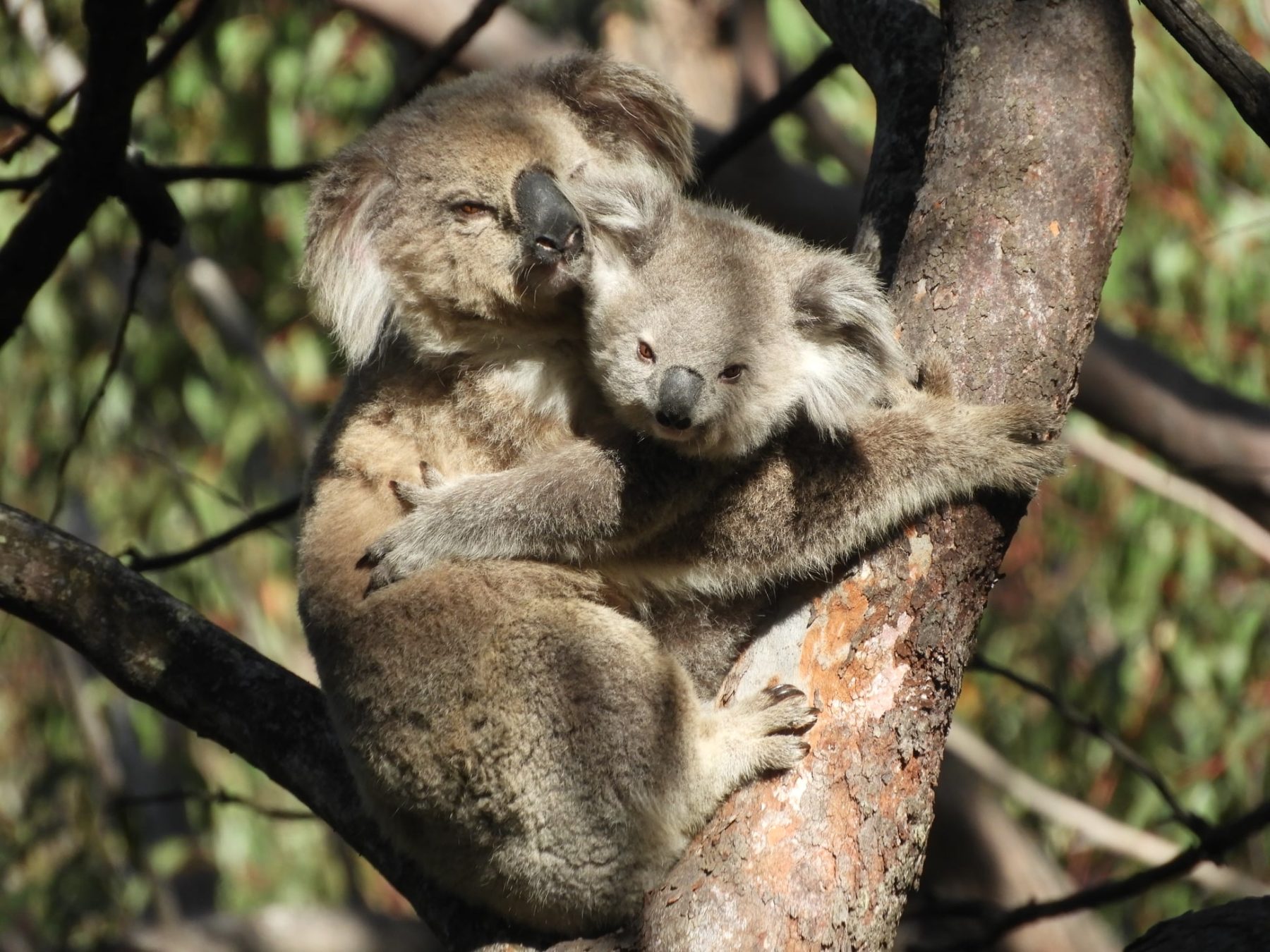 New colony of koalas discovered in Sydney Australian Geographic